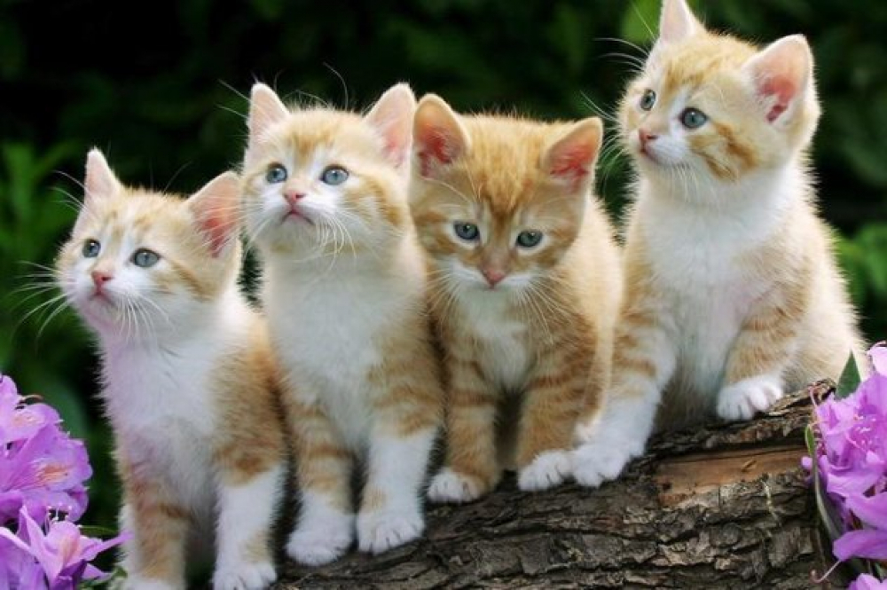 Ξεκινάει δημοτικό πρόγραμμα «Οι Γάτες μας» για την καταγραφή, τη σήμανση, τη στείρωση και την υιοθεσία των αδέσποτων γατών